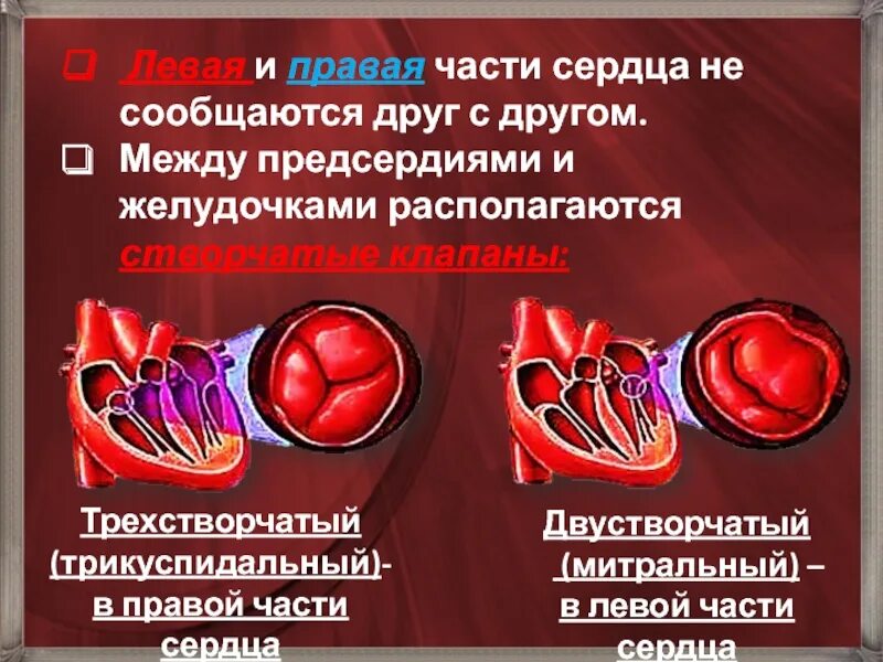 Левая часть Сержа с правой чатью Серда сообщаются. Что содержится в левой части сердца. Что в сердце сообщается между собой. Левая часть сердечка.