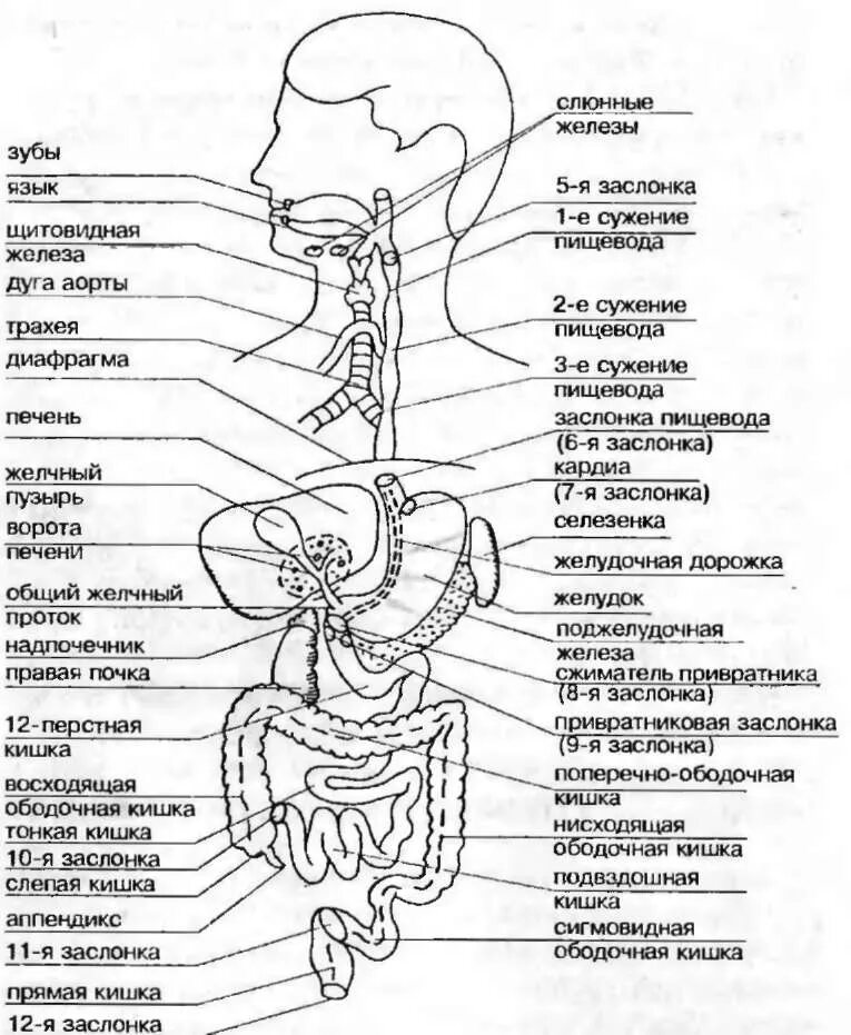 Органы пищевод человека. Анатомическое строение пищеварительной системы человека. Схема пищеварительной системы на латыни. Пищеварительная система схема анатомия. Строение пищевода человека схема.