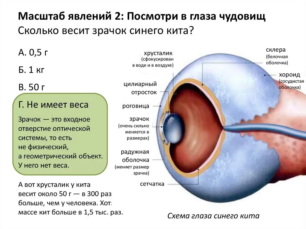 Сколько весит глаз