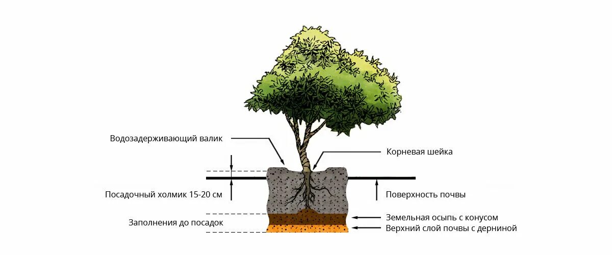 Посадочная яма схема. Посадочные ямы для деревьев и кустарников. Схема посадки саженцев с закрытой корневой системой. Посадка крупномерных деревьев схема.