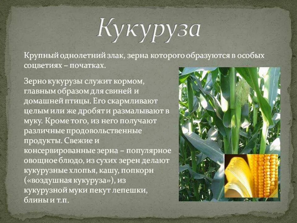Кукуруза культурное растение 3 класс сообщение окружающий