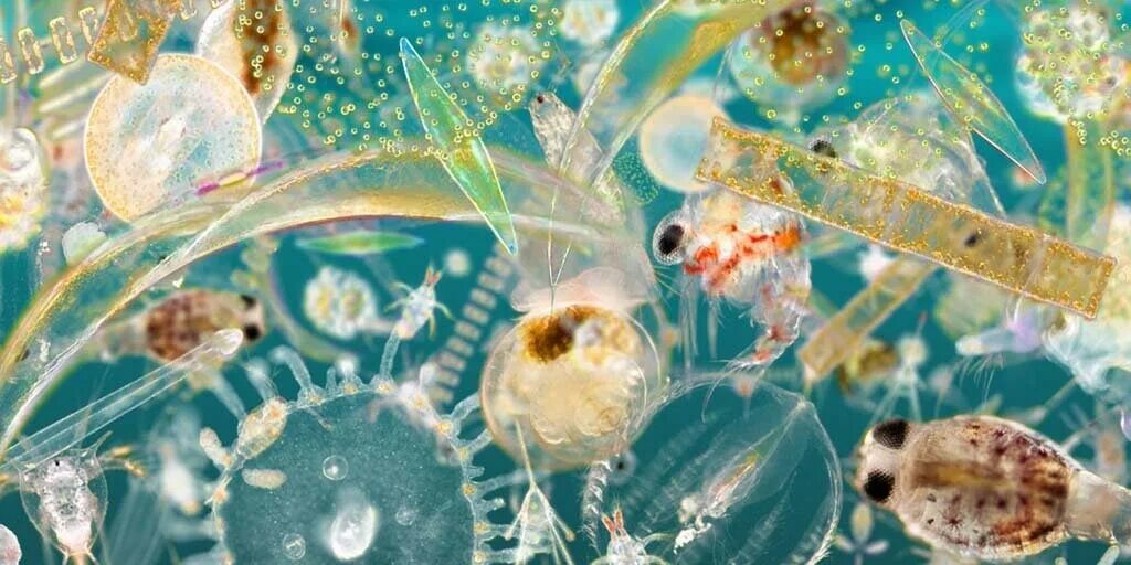 Зоопланктон и фитопланктон. Зоопланктоны ракообразные. Планктон фито зоопланктон. Фитопланктон диатомовые.