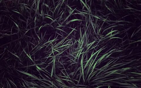 Black grass
