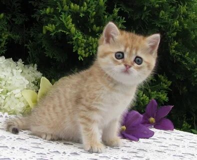 Котята золотой кошки