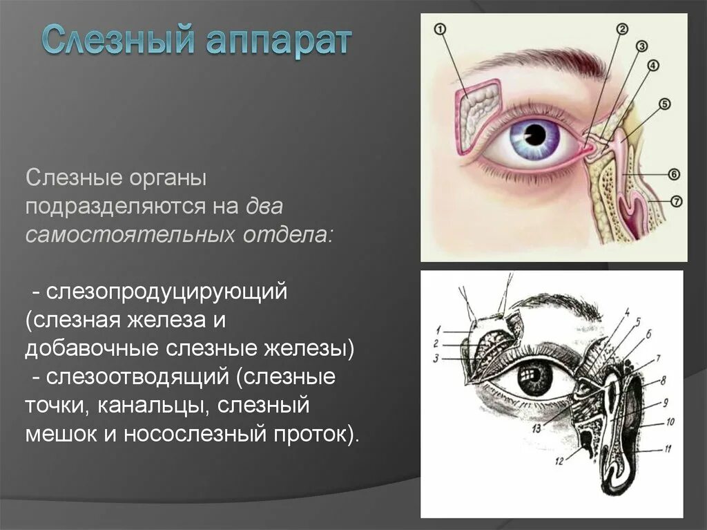 Где слезная железа. Строение глаза слезный мешок , железа. Строение слезной железы анатомия. Слезные железы строение и функции. Анатомические структуры слезного аппарата.