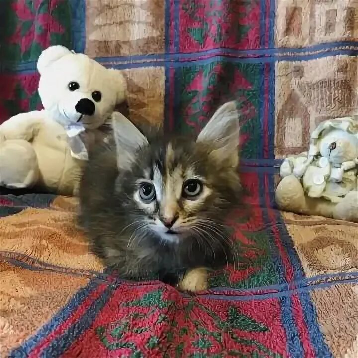 Кошки в добрые руки самара