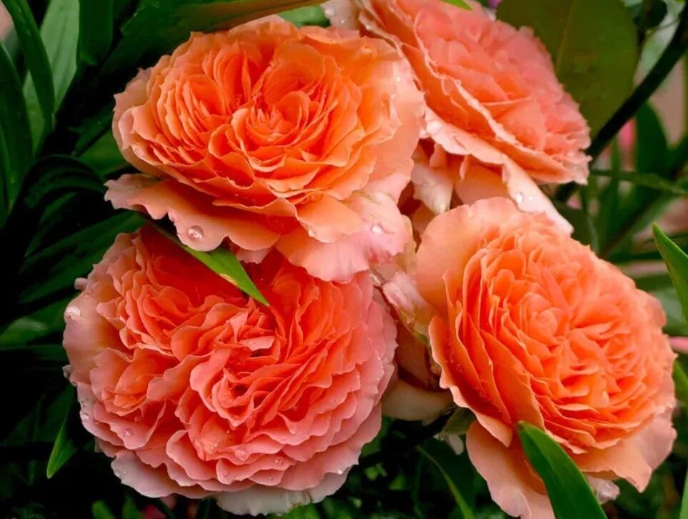 Парковые розы шрабы. Шрабы. Шрабы. Шрабы. Шрабы розы салмон.