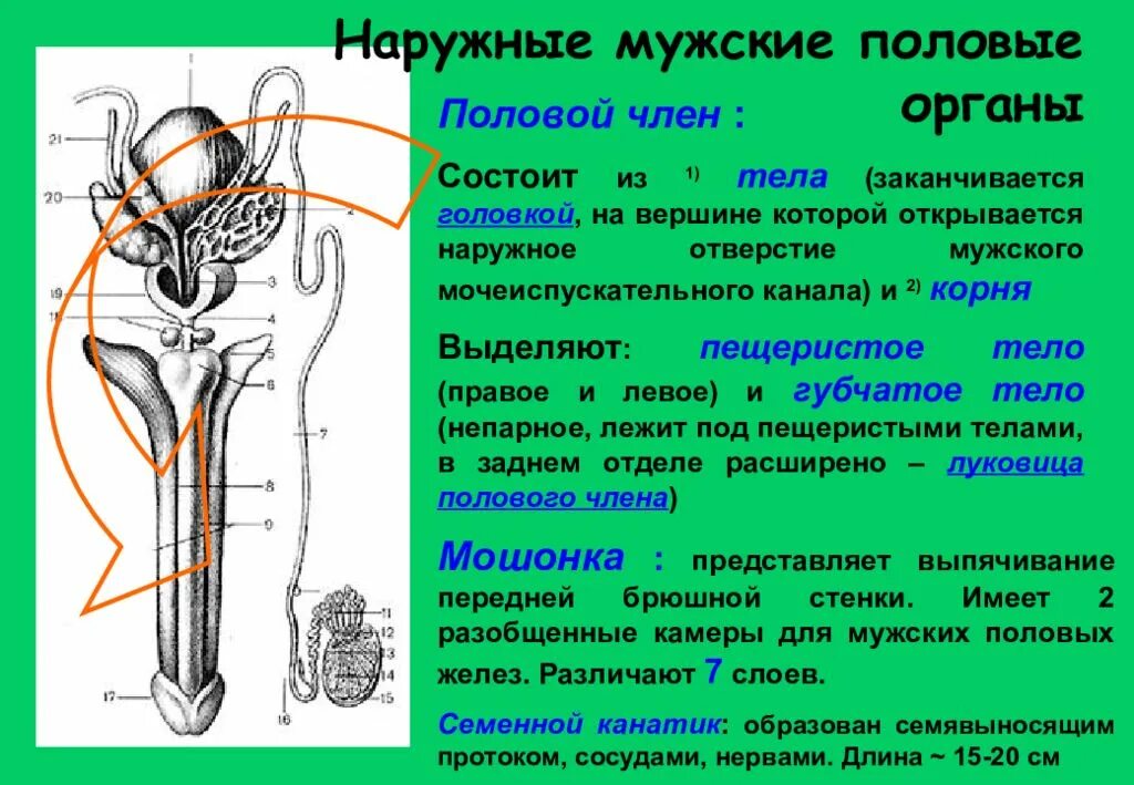 Мужской полной орган. Мужская половая система вид сзади. Мужская половая система состоит схема. Строение головки мужского органа. Строение наружных мужских органов.