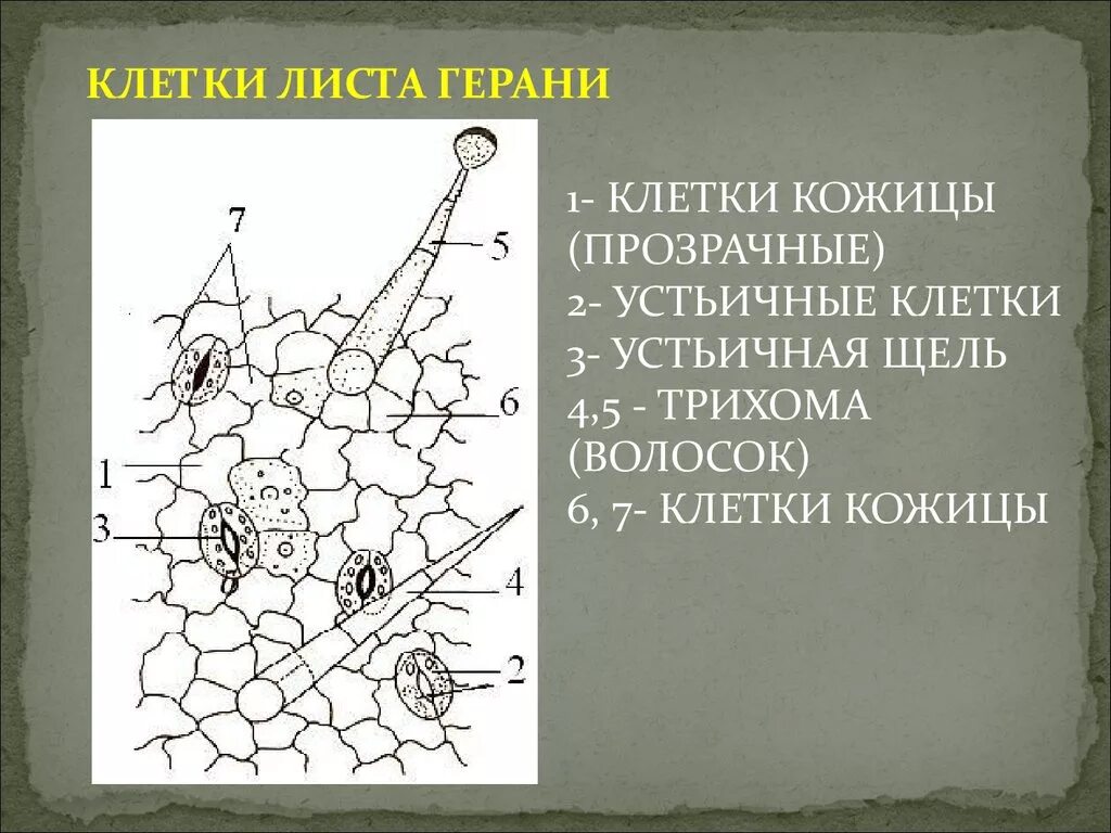 Хлоропласты листа герани. Покровная ткань эпидермис листа герани. Препарат эпидермиса листа герани. Нижний эпидермис листа пеларгонии. Микропрепарат эпидермис листа герани.