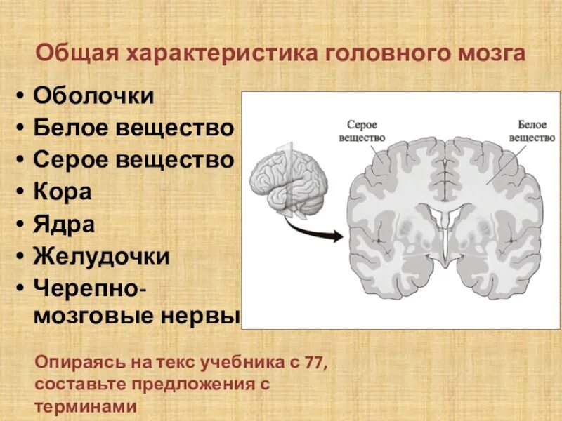 Строение мозга серое и белое вещество. Головной мозг строение серое и белое вещество. Серое и белое вещество головного мозга анатомия. Серое и белое вещество МО. Серое и белое вещестов мозг.
