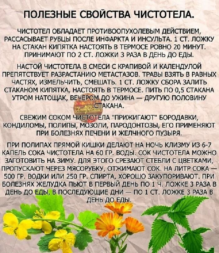 Лечение полипов в желчном пузыре народными средствами. Чистотел. Чистотел для очищения организма. Настой чистотела. Чистотел применяется при.