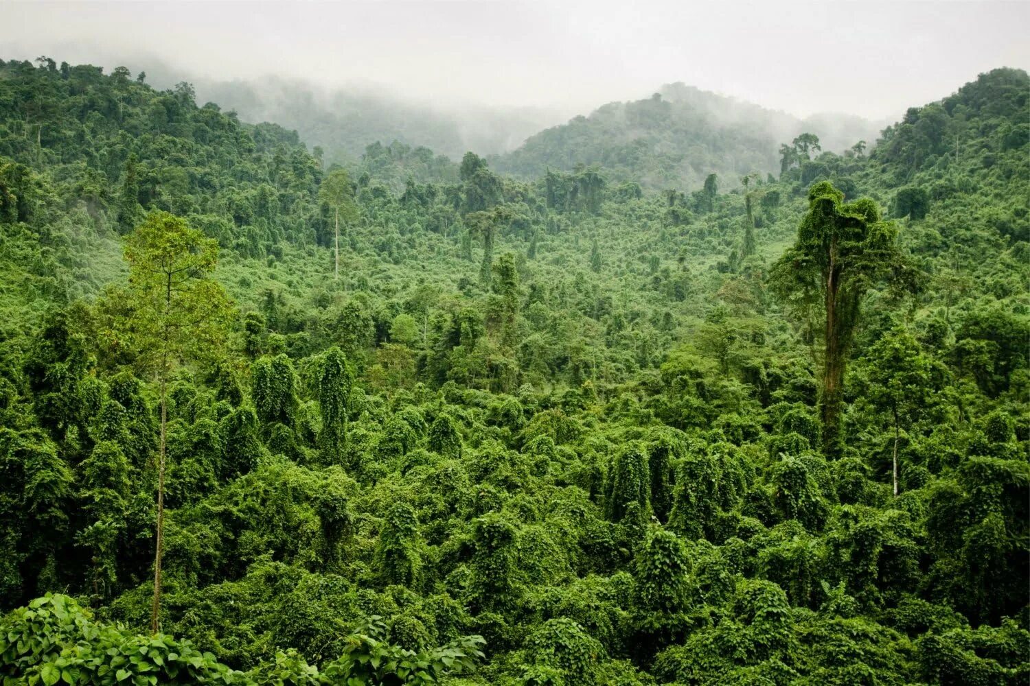 Лес Эль Юнке, Пуэрто-Рико. Вечнозелёные тропические леса Южной Америки. Вечнозеленые тропические дождевые леса. Тропические леса Индокитая.