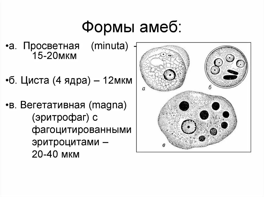 Какой цифрой обозначена на рисунке стадия амебы. Дизентерийная амеба вегетативная форма Магна. Вегетативная форма дизентерийной амебы. Циста дзентерийной амёбы. Малая вегетативная форма дизентерийной амебы строение.