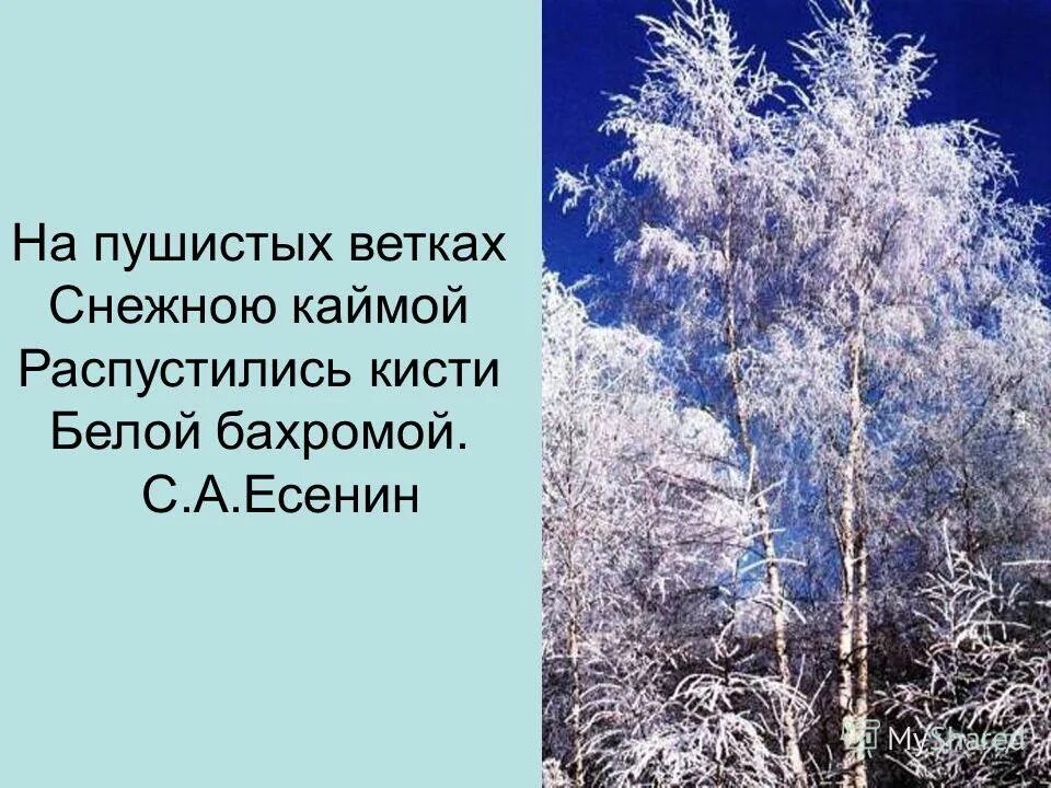 Иней на деревьях. На пушистых ветках снежною каймой. На пушистых ветках. На пушистых ветках снежною каймой. Распустились кисти белой бахромой.