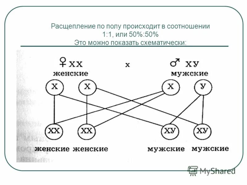 В какой момент определяется пол. Расщепление по полу. Половые хромосомы и расщепление по полу.. Схема расщепления по признаку пола. Сцепленное наследование расщепление.