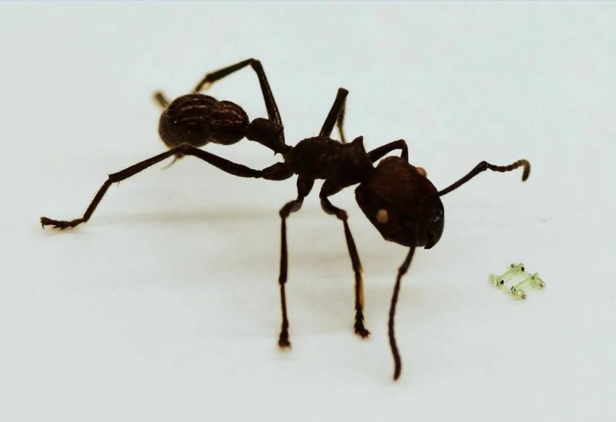 Самый маленький муравей. Робот "муравей". Африканский большеголовый муравей. Голова муравья.