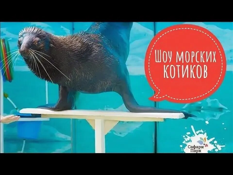 Шоу морских котиков во владимире. Шоу морских котиков во владимире