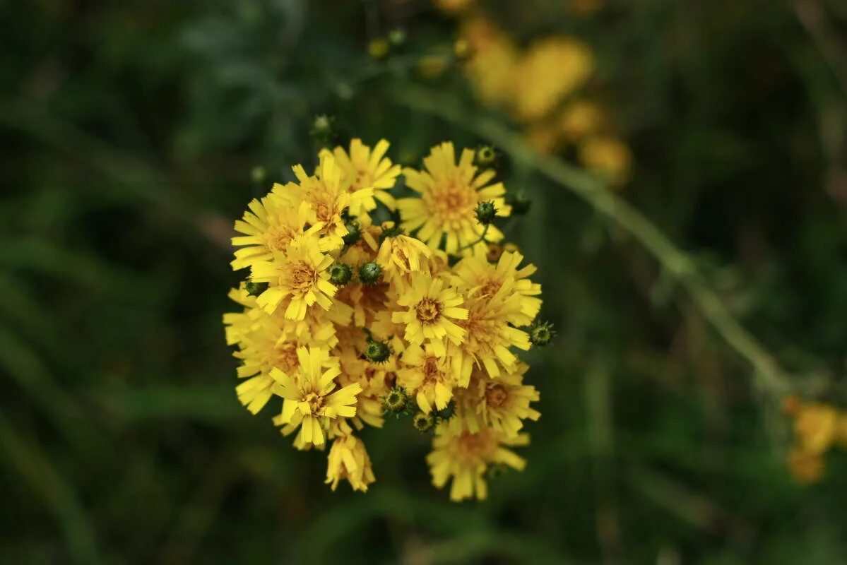 жанна хасановна агузарова желтые ботинки. жанна агузарова. желтые ботинки смешные. ах эти желтые. желтые ботинки песня.