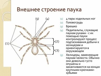 Сколько ног у паука 3 класс