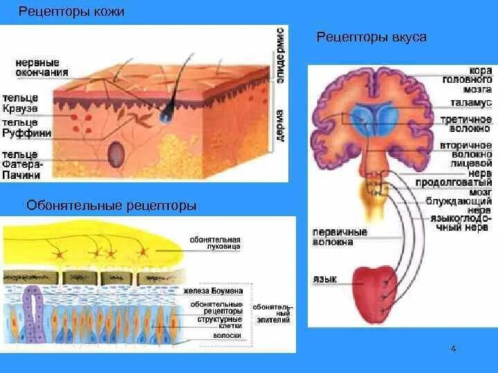 Рецепторы кожи. Рецепторы кожи анализатор. Рецепторы кожи человека. Рецепторы кожного анализатора.