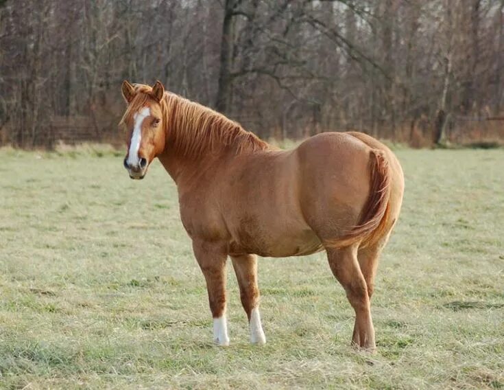 Биг хорс америка местности. Ожирение у лошадей. Fat horse. Хорсе фат horse fat. Хорсе фат horse fat.