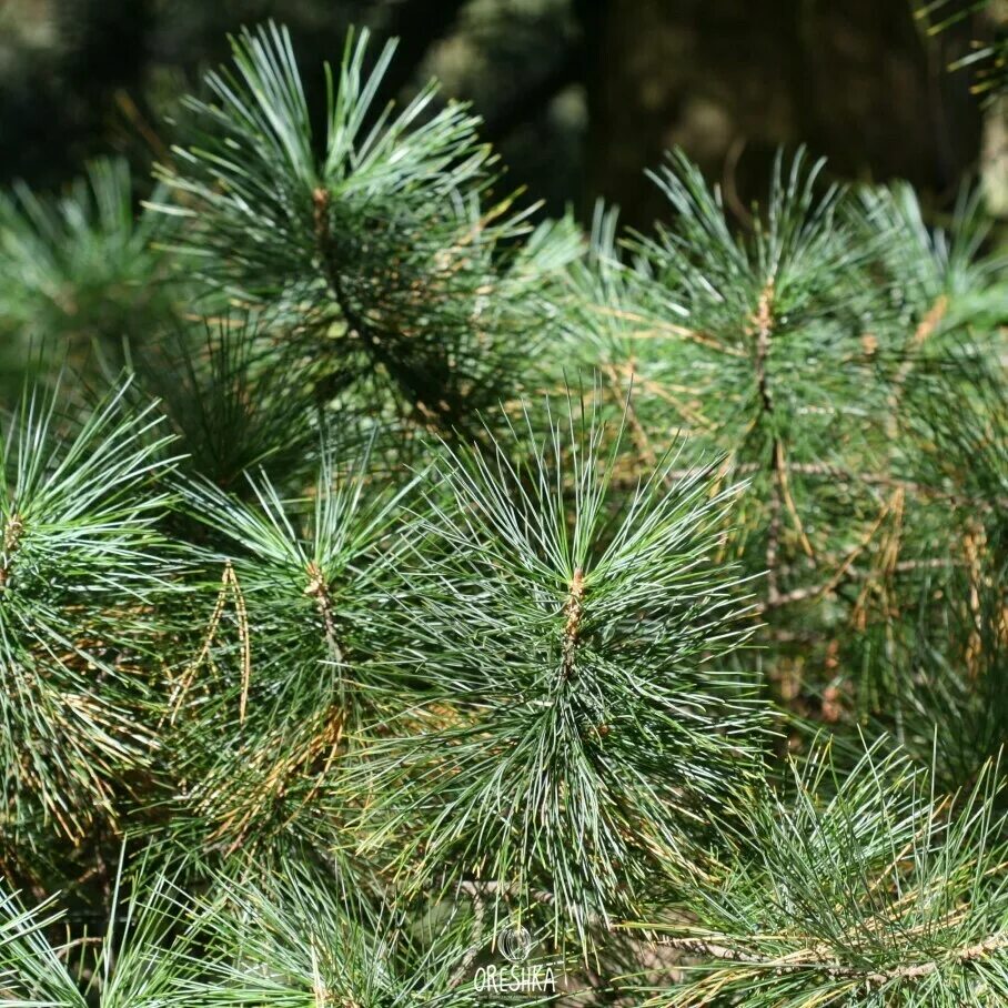 Кедр хвойная порода. Сосна Кедровая корейская. Кедр корейский Суланж. Pinus koraiensis сосна корейская. Кедр Дальневосточный.