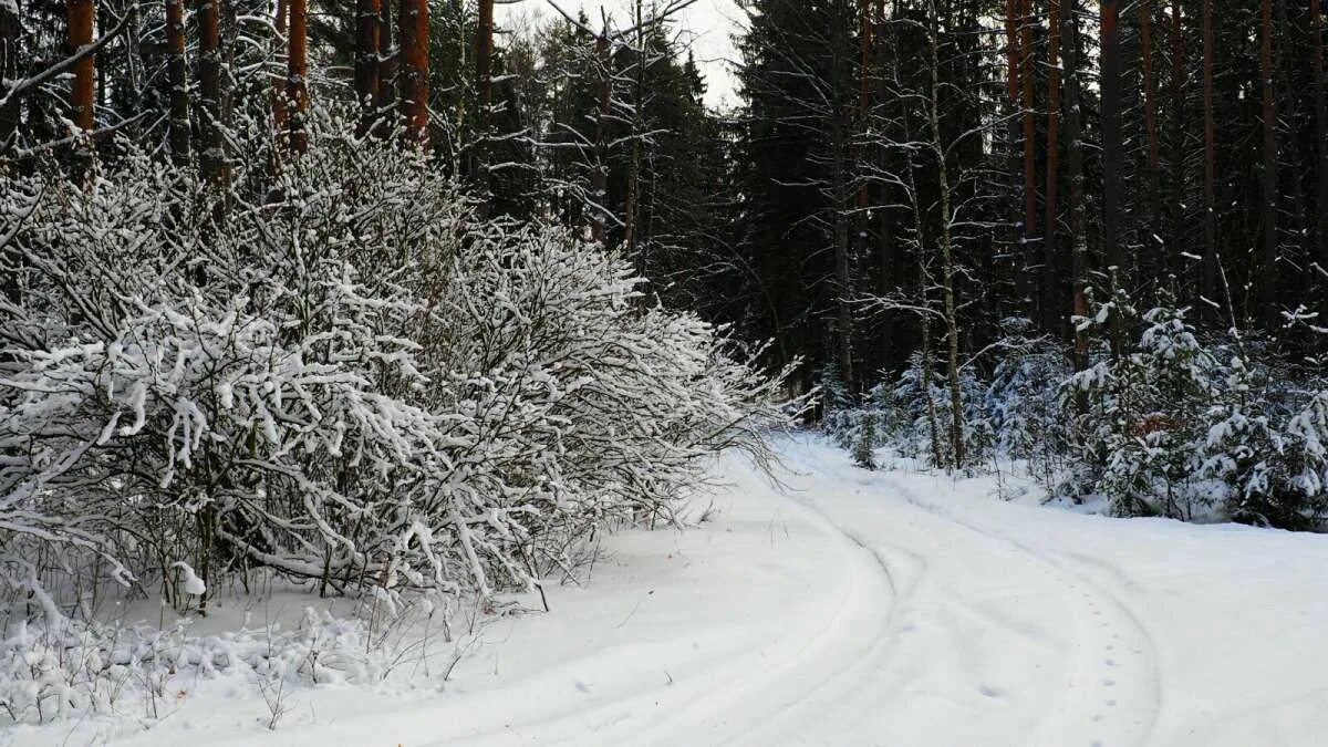 белым снегом запуржило замело