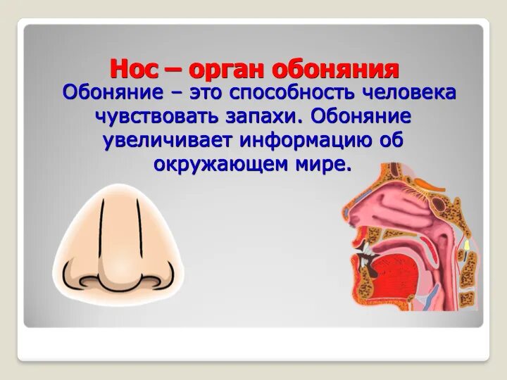 Орган обоняния. Нос обоняние. Орган дыхания и обоняния. Нос орган. Нос это орган обоняния и дыхания.