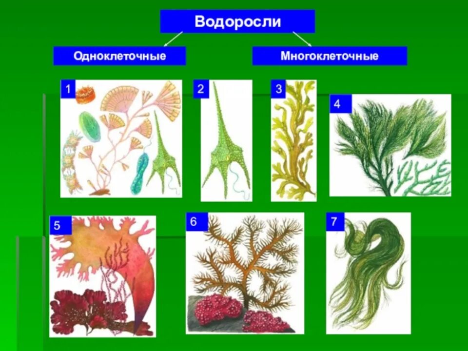 4 класса водорослей