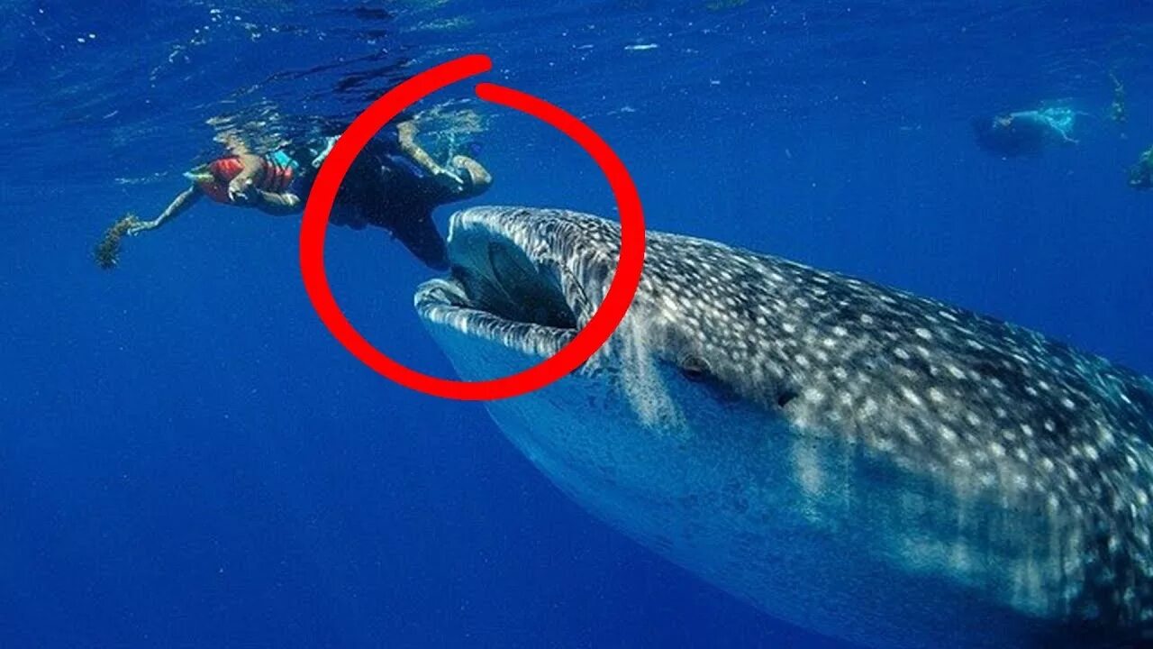 Может ли акула съесть. Китовая акула нападает на людей. Китовая акула и человек. Китовая акула съела человека. Китовые акулы нападают на людей.