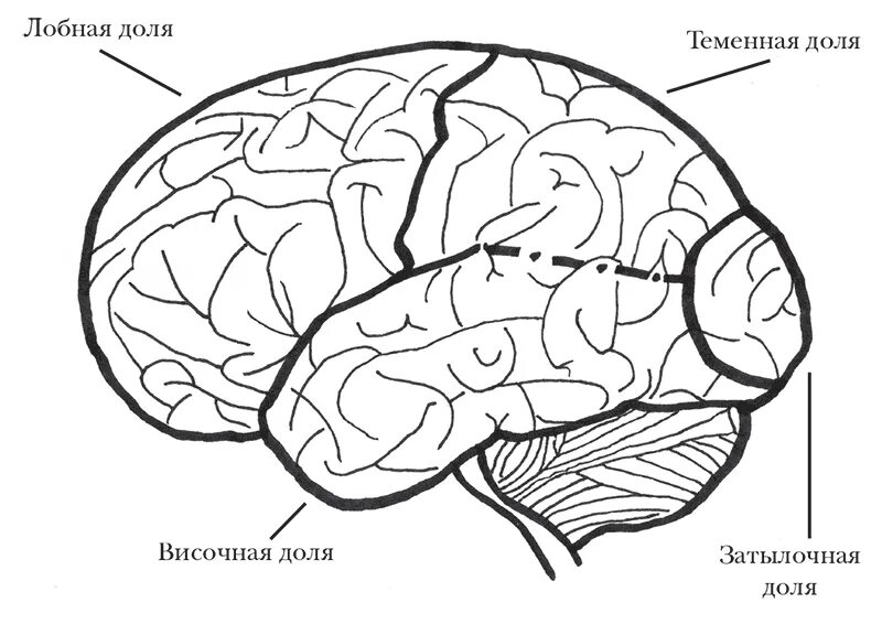 Большой мозг рисунок. Схема долей коры головного мозга. Доли коры головного мозга рисунок. Большие полушария головного мозга доли. Доли больших полушарий головного мозга рисунок.