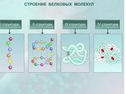 Белки клетки егэ биология