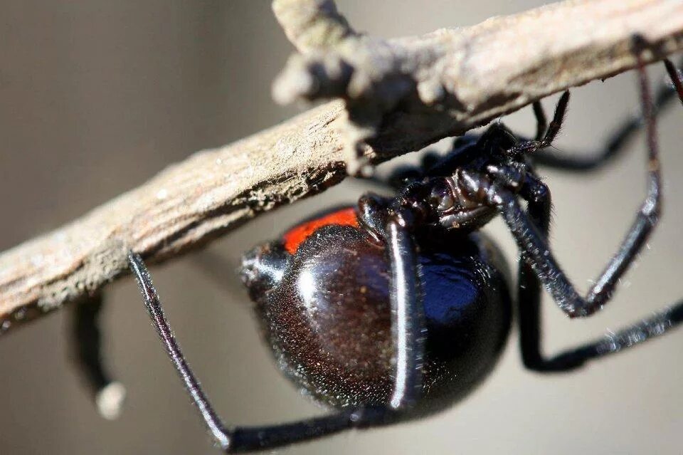 Каракурт паук. Черная вдова паук. Чёрная вдова паук самец. Жук черная вдова.