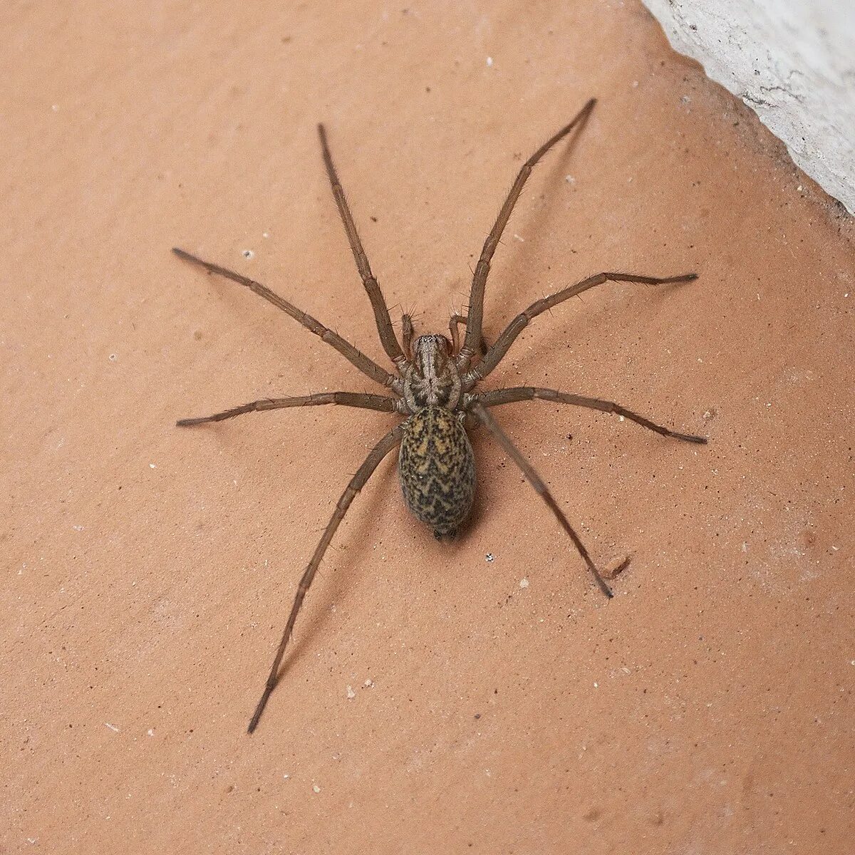 Domestic house spider Tegenaria domestica, a harmless spid. Flickr