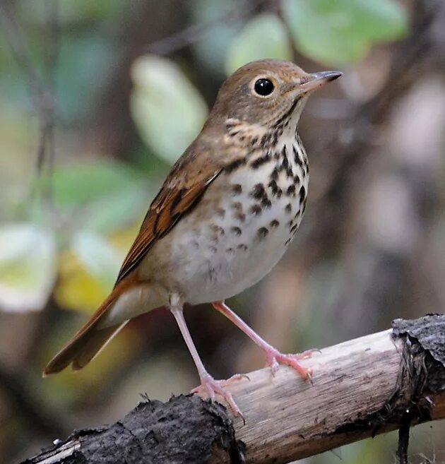 Дрозд - thrush. Полевой дрозд. Сизый дрозд. Дрозд т н. Дрозд т н.