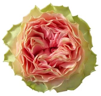 Classic rose