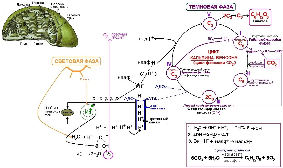 Хлоропласт темновая фаза. Световая фаза фотосинтеза схема. Схема фотосинтеза ЕГЭ биология. Фотосинтез световая и темновая фазы 10 класс. Процесс фотосинтеза световая фаза схема.