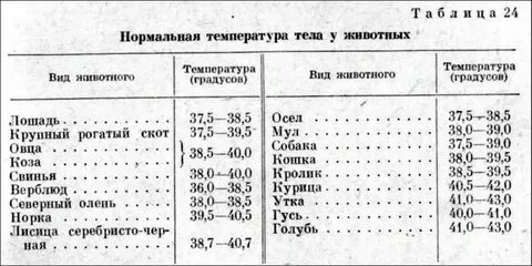 Какая температура у кошек считается