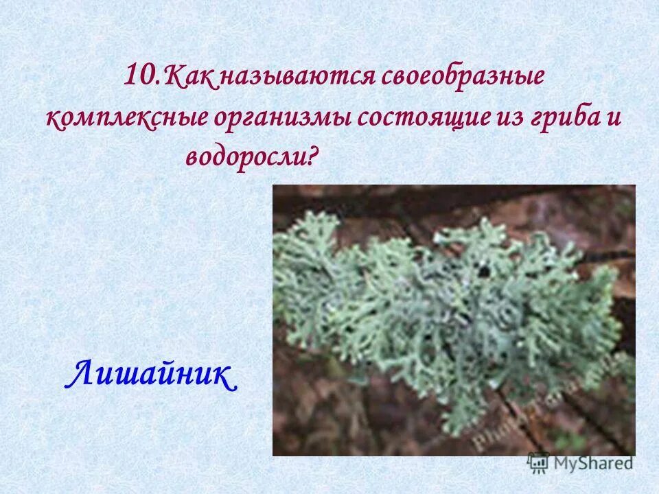 Лишайник комплексный организм