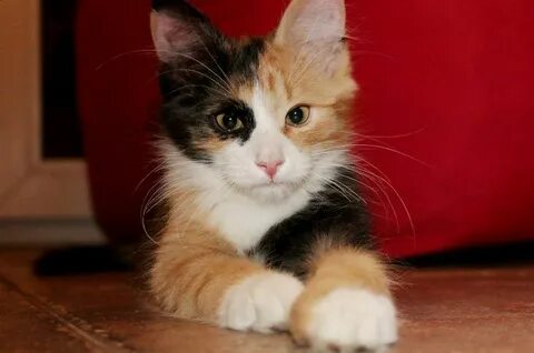 Котенок черно белый рыжий