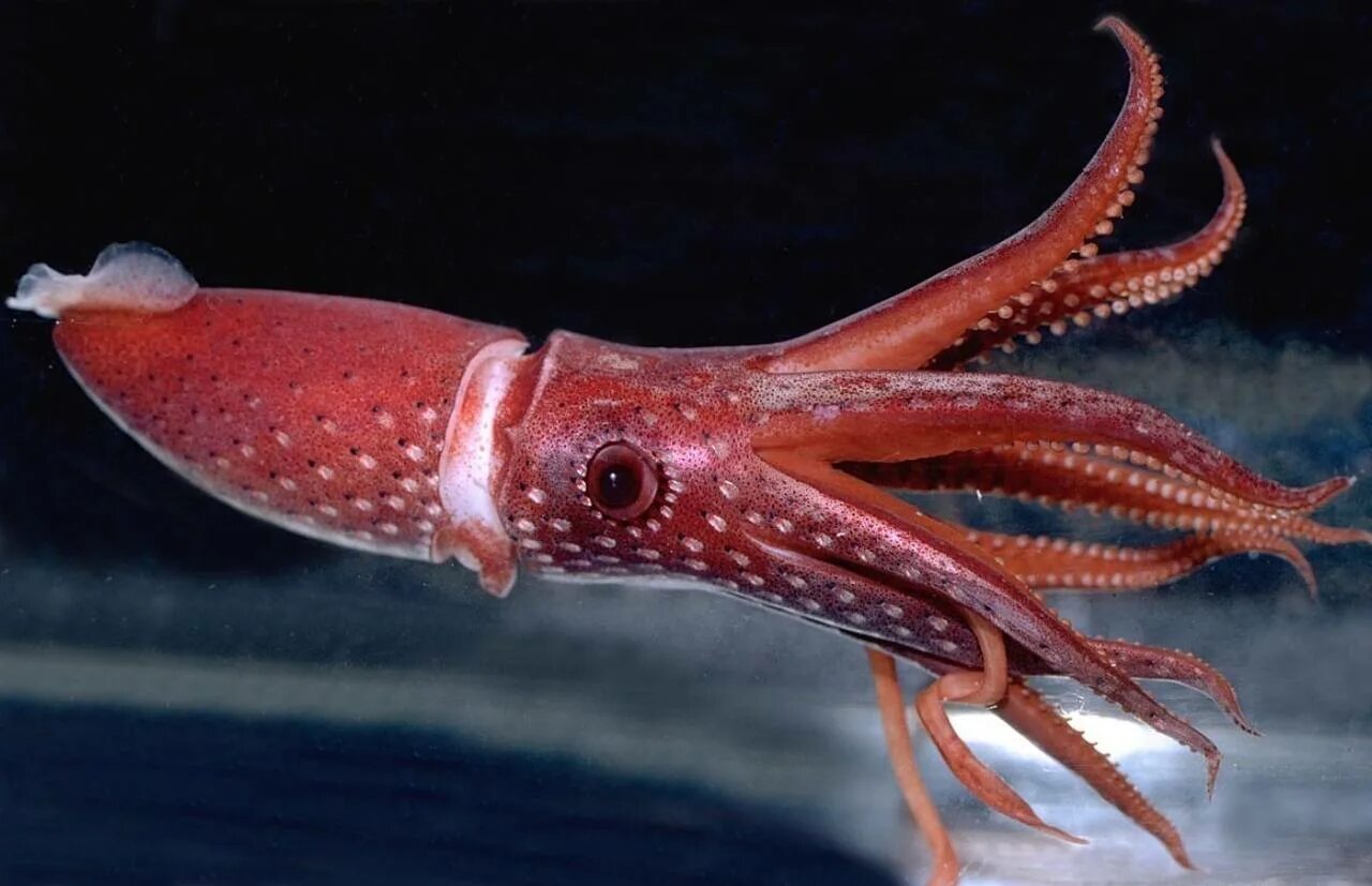 Головоногие моллюски кальмар. Octopoteuthis deletron. Кальмар осьминог каракатица. Кальмар Histioteuthis heteropsis. Каракатицу едят