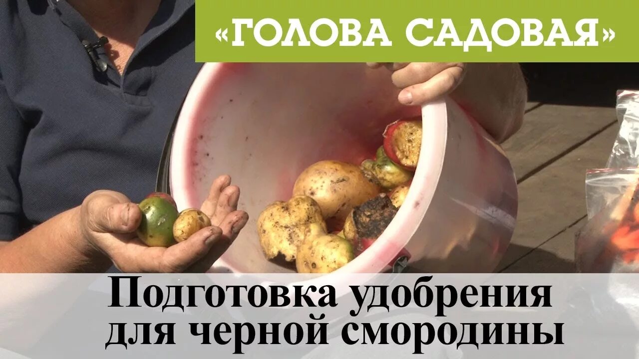 Голова садовая блоггер. Голова садовая с тетей таней. Голова садовая подкормки. Голова садовая метод казарина. Афонтово тетя таня и голова садовая.