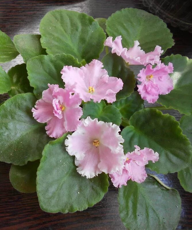 Фиалка вальс. Вальс фиалка. Фиалка севастопольский вальс. Фиалка севастопольский вальс. Сенполия сн-вальс цветов.