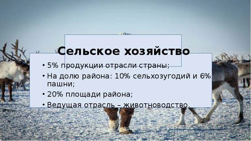 Сельское хозяйство Восточной Сибири. Отрасли сельского хозяйства Восточной Сибири. Животноводство Восточной Сибири. Восточно Сибирский район сельское хозяйство. Сельское хозяйство западно сибирского