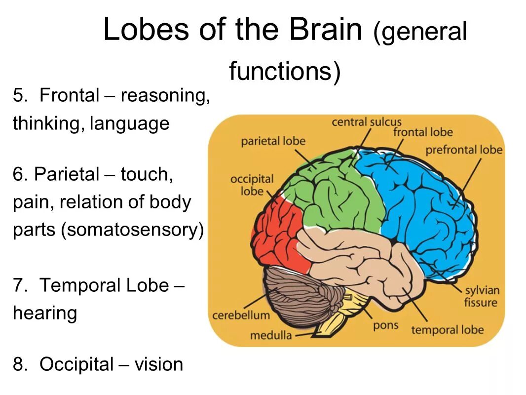 Frontal Lobe of Brain. Brain functions. Frontal Lobe function. Temporal Lobe of the Brain.