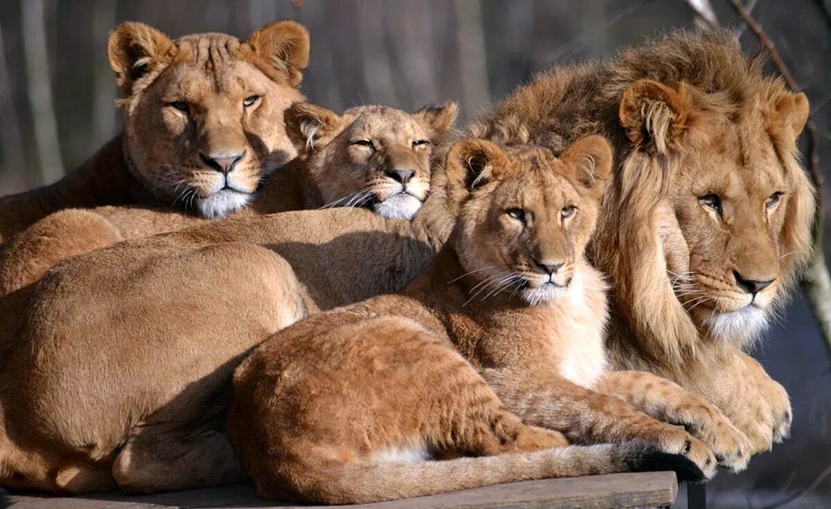 Лев какое семейство