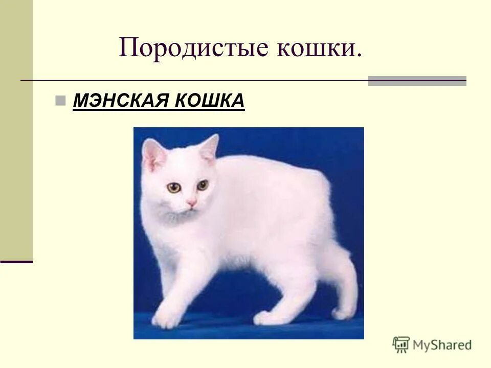 Слова породы кошек. Мэнская кошка белая. Мэнская котёнок. Маленькие породы кошки бесхвостые.