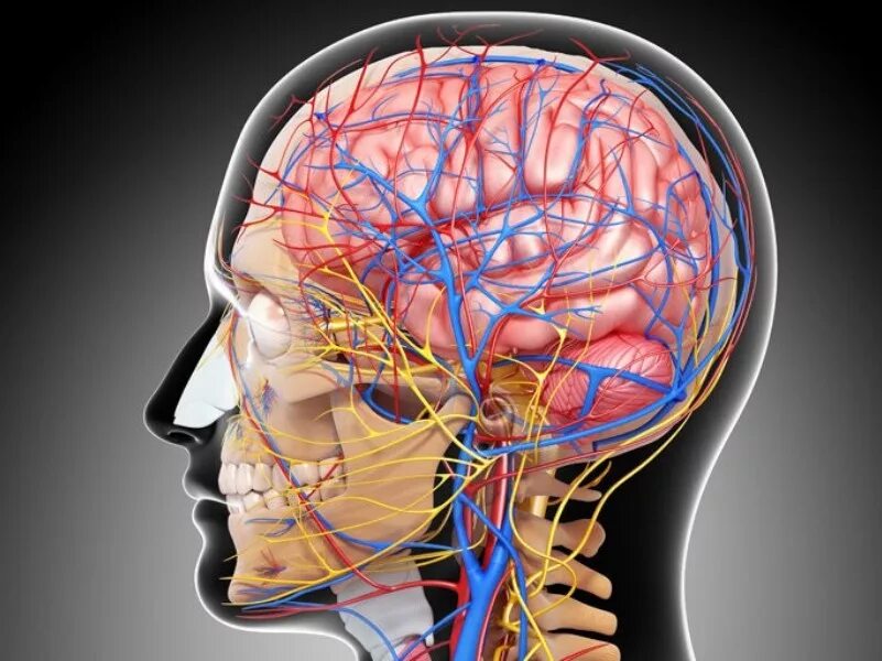 Отток головного мозга. Система кровоснабжения головного мозга. Венозная дисгемия головного мозга. Кровеносная система мозга.