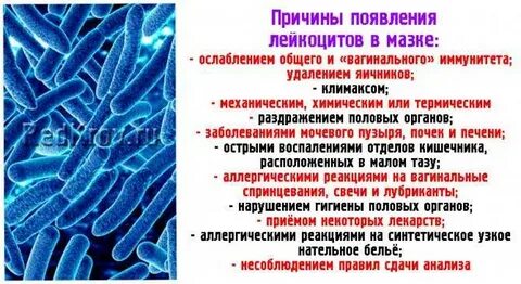 Соскоб лейкоцитов