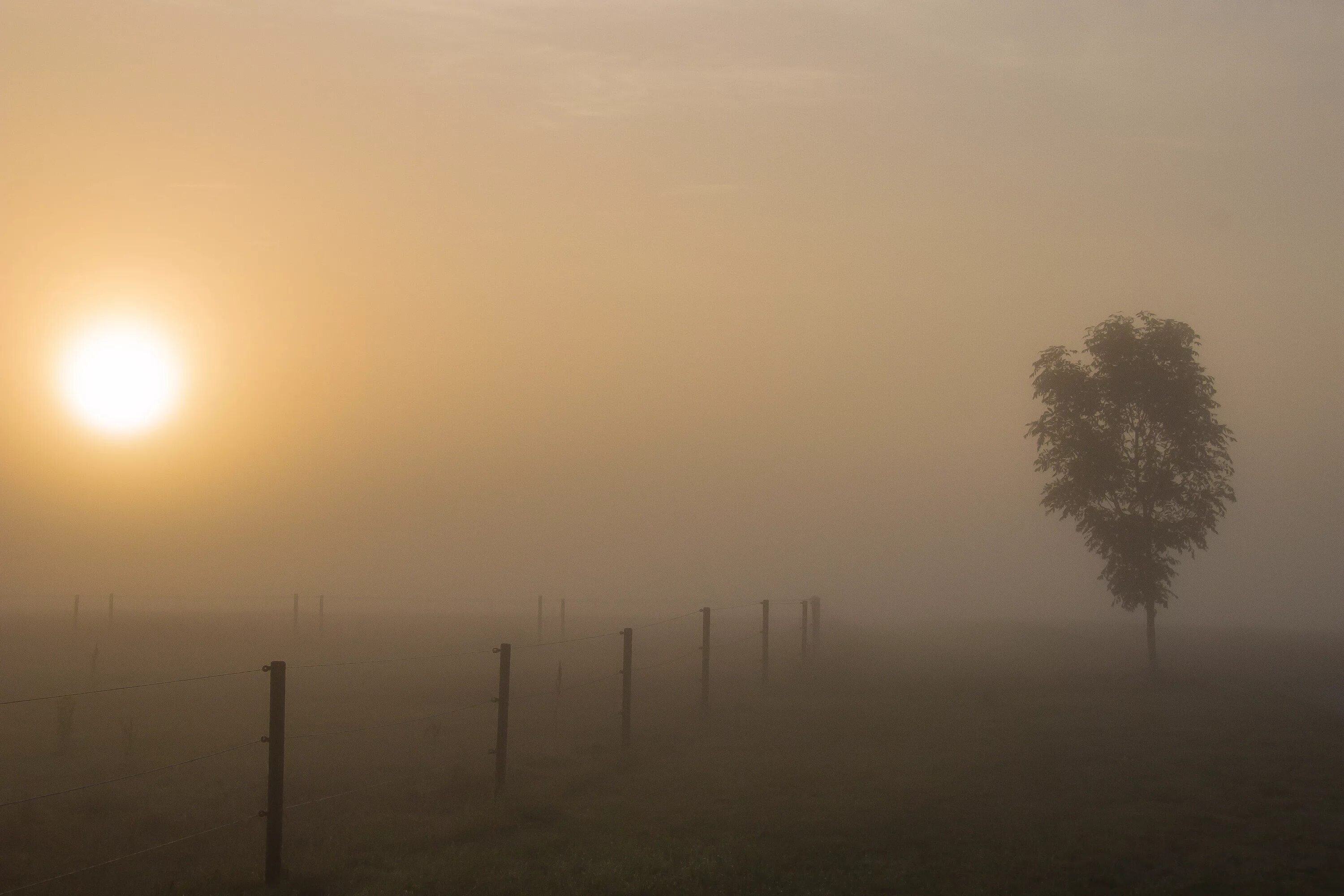 Вышло солнце из тумана. Мгла (в авиационной метеорологии). Солнце в тумане. Рассвет во мгле. Мгла явление природы.